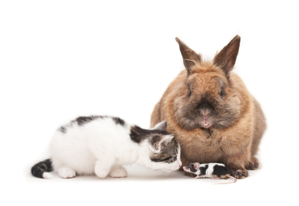 isolated-shot-rabbit-kitten-sitting-front-white-background.jpg isolated-shot-rabbit-kitten-sitting-front-white-background.jpg