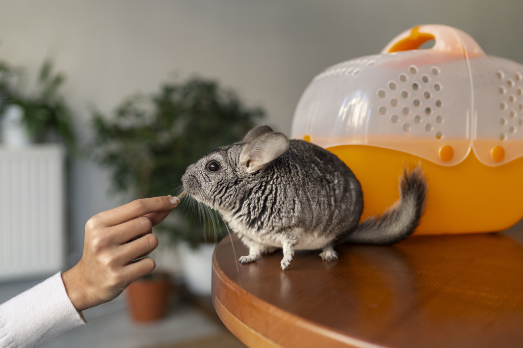 side-view-hand-feeding-chinchilla.jpg side-view-hand-feeding-chinchilla.jpg