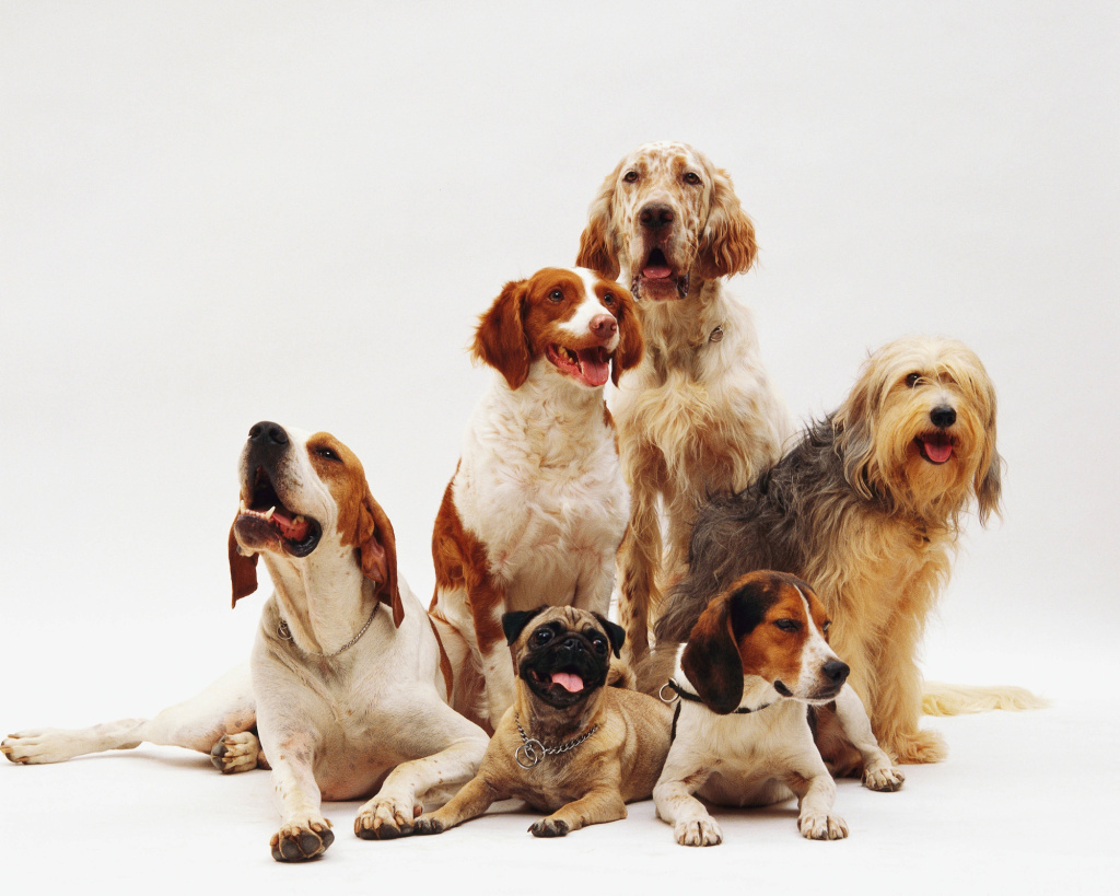 beautiful-shot-different-dog-breeds-resting.jpg beautiful-shot-different-dog-breeds-resting.jpg