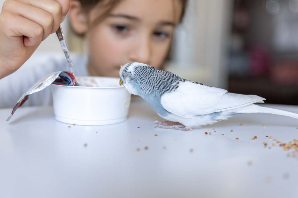 beautiful-little-girl-is-playing-with-white-blue-budgie-pets-concept.jpg beautiful-little-girl-is-playing-with-white-blue-budgie-pets-concept.jpg