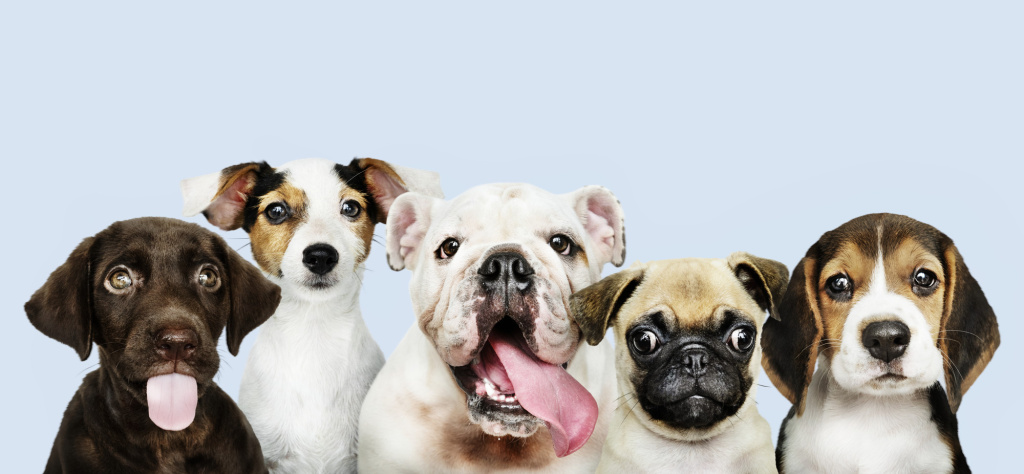 group-portrait-adorable-puppies.jpg group-portrait-adorable-puppies.jpg