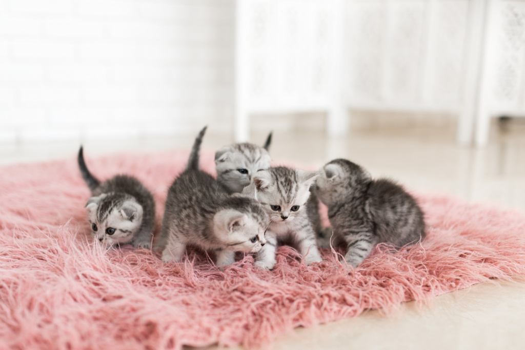 five-little-grey-kittens-lie-pink-carpet.jpg five-little-grey-kittens-lie-pink-carpet.jpg